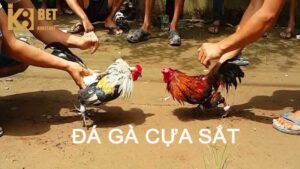 Đá gà cựa sắt